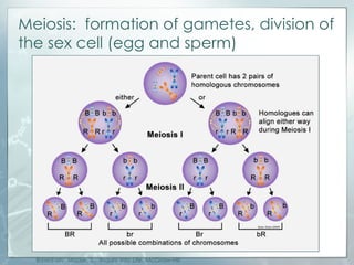 Meiosis:  formation of gametes, division of the sex cell (egg and sperm) Based on:  Mader, S.,  Inquiry Into Life , McGraw-Hill 