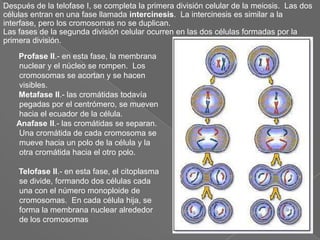 Después de la telofase I, se completa la primera división celular de la meiosis.  Las dos células entran en una fase llamada intercinesis.  La intercinesis es similar a la interfase, pero los cromosomas no se duplican.                                                                                            Las fases de la segunda división celular ocurren en las dos células formadas por la primera división.       Profase II.- en esta fase, la membrana nuclear y el núcleo se rompen.  Los cromosomas se acortan y se hacen visibles.  Metafase II.- las cromátidas todavía pegadas por el centrómero, se mueven hacia el ecuador de la célula.Anafase II.- las cromátidas se separan.  Una cromátida de cada cromosoma se mueve hacia un polo de la célula y la otra cromátida hacia el otro polo.       Telofase II.- en esta fase, el citoplasma se divide, formando dos células cada una con el número monoploide de cromosomas.  En cada célula hija, se forma la membrana nuclear alrededor de los cromosomas