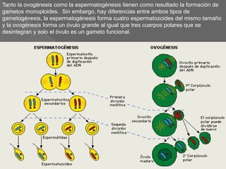 Tanto la ovogénesis como la espermatogénesis tienen como resultado la formación de gametos monoploides.  Sin embargo, hay diferencias entre ambos tipos de gametogénesis, la espermatogénesis forma cuatro espermatozoides del mismo tamaño y la ovogénesis forma un óvulo grande al igual que tres cuerpos polares que se desintegran y solo el óvulo es un gameto funcional.