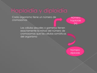 Haploidía y diploidíaCada organismo tiene un número de cromosomas Número haploide (N)Las células sexuales o gametos tienen exactamente la mitad del número de cromosomas que las células somáticas del organismo Número diploide