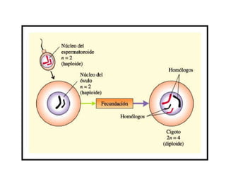 Meiosis