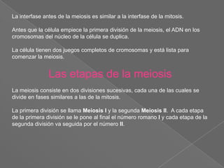 La interfase antes de la meiosis es similar a la interfase de la mitosis.Antes que la célula empiece la primera división de la meiosis, el ADN en los cromosomas del núcleo de la célula se duplica.La célula tienen dos juegos completos de cromosomas y está lista para comenzar la meiosis.Las etapas de la meiosisLa meiosisconsiste en dos divisiones sucesivas, cada una de las cuales se divide en fases similares a las de la mitosis.La primera división se llama Meiosis I y la segunda Meiosis II.  A cada etapa de la primera división se le pone al final el número romano I y cada etapa de la segunda división va seguida por el número II.