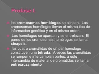 Profase I.los cromosomas homólogos se alinean.  Los cromosomas homólogos llevan el mismo tipo de información genética y en el mismo orden.  Los homólogos se aparean y se entrelazan.  El pareo de los cromosomas homólogos se llama sinapsis, las cuatro cromátidas de un par homólogo constituyen una tétrada.  A veces las cromátidas se rompen e intercambian partes, a este intercambio de material de cromátidas se llama entrecruzamiento