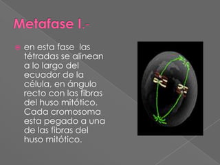 Metafase I.-en esta fase  las tétradas se alinean a lo largo del ecuador de la célula, en ángulo recto con las fibras del huso mitótico.  Cada cromosoma esta pegado a una de las fibras del huso mitótico.