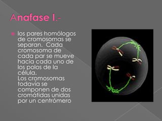 Anafase I.-los pares homólogos de cromosomas se separan.  Cada cromosoma de cada par se mueve hacia cada uno de los polos de la célula.                                               Los cromosomas todavía se componen de dos cromátidas unidas por un centrómero