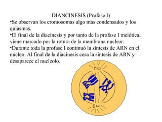 DIANCINESIS (Profase I) Se observan los cromosomas algo más condensados y los quiasmas. El final de la diacinesis y por tanto de la profase I meiótica, viene marcado por la rotura de la membrana nuclear. Durante toda la profase I continuó la síntesis de ARN en el núcleo. Al final de la diacinesis cesa la síntesis de ARN y desaparece el nucleolo. 