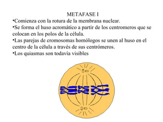 METAFASE I Comienza con la rotura de la membrana nuclear. Se forma el huso acromático a partir de los centromeros que se  colocan en los polos de la célula. Las parejas de cromosomas homólogos se unen al huso en el centro de la célula a través de sus centrómeros. Los quiasmas son todavía visibles 