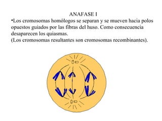 ANAFASE I Los cromosomas homólogos se separan y se mueven hacia polos opuestos guiados por las fibras del huso. Como consecuencia  desaparecen los quiasmas. (Los cromosomas resultantes son cromosomas recombinantes). 