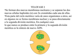 TELOFASE I Se forman dos nuevas membranas nucleares y se separan las dos  nuevas células haploides (n) con 2n cromátidas cada una de ellas. Esta parte del ciclo meiótico varía de unos organismos a otros, así en algunos no se forma membrana nuclear y se pasa directamente a la segunda división meiótica. En cualquier caso  lo que nunca se produce entre la primera y la segunda división meiótica es la síntesis de nuevo ADN. 