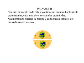 PROFASE II En este momento cada célula contiene un número haploide de  cromosomas, cada uno de ellos con dos cromátidas. La membrana nuclear se rompe y comienza la síntesis del nuevo huso acromático. 