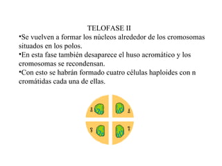TELOFASE II Se vuelven a formar los núcleos alrededor de los cromosomas  situados en los polos.  En esta fase también desaparece el huso acromático y los  cromosomas se recondensan. Con esto se habrán formado cuatro células haploides con n  cromátidas cada una de ellas. 