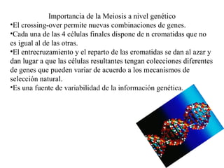 Importancia de la Meiosis a nivel genético El crossing-over permite nuevas combinaciones de genes. Cada una de las 4 células finales dispone de n cromatidas que no es igual al de las otras. El entrecruzamiento y el reparto de las cromatidas se dan al azar y dan lugar a que las células resultantes tengan colecciones diferentes de genes que pueden variar de acuerdo a los mecanismos de selección natural. Es una fuente de variabilidad de la información genética. 