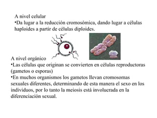 A nivel celular Da lugar a la reducción cromosómica, dando lugar a células haploides a partir de células diploides. A nivel orgánico Las células que originan se convierten en células reproductoras (gametos o esporas) En muchos organismos los gametos llevan cromosomas sexuales diferentes, determinando de esta manera el sexo en los individuos, por lo tanto la meiosis está involucrada en la diferenciación sexual. 