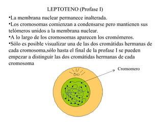 La membrana nuclear permanece inalterada. Los cromosomas comienzan a condensarse pero mantienen sus telómeros unidos a la membrana nuclear. A lo largo de los cromosomas aparecen los cromómeros. Sólo es posible visualizar una de las dos cromátidas hermanas de cada cromosoma,sólo hasta el final de la profase I se pueden empezar a distinguir las dos cromátidas hermanas de cada cromosoma LEPTOTENO (Profase I) Cromomero 