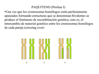 Una vez que los cromosomas homólogos están perfectamente  apareados formando estructuras que se denominan bivalentes se  produce el fenómeno de recombinación genética, esto es, el  intercambio de material genético entre los cromosomas homólogos  de cada pareja (crossing over) PAQUITENO (Profase I) 
