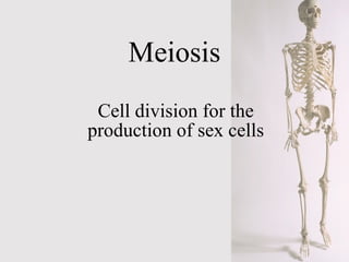 Meiosis Cell division for the production of sex cells 