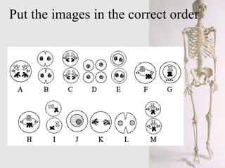 Put the images in the correct order 