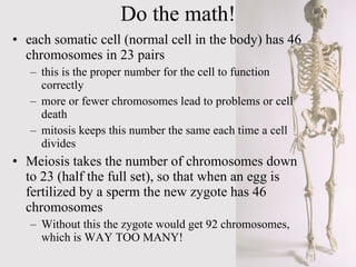 Do the math! each somatic cell (normal cell in the body) has 46 chromosomes in 23 pairs this is the proper number for the cell to function correctly more or fewer chromosomes lead to problems or cell death mitosis keeps this number the same each time a cell divides Meiosis takes the number of chromosomes down to 23 (half the full set), so that when an egg is fertilized by a sperm the new zygote has 46 chromosomes Without this the zygote would get 92 chromosomes, which is WAY TOO MANY! 
