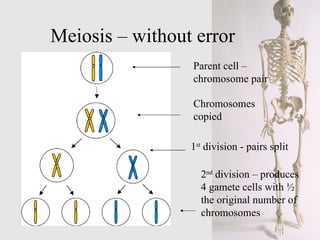 Meiosis – without error Parent cell – chromosome pair Chromosomes copied 1 st  division - pairs split 2 nd  division – produces 4 gamete cells with ½ the original number of chromosomes 