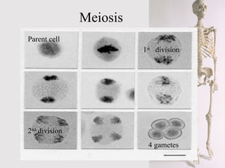 Meiosis  Parent cell 4 gametes 1 st   division 2 nd  division 