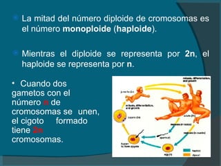 La mitad del número diploide de cromosomas es el número  monoploide  ( haploide ). Mientras el diploide se representa por  2n , el haploide se representa por  n . Cuando dos  gametos con el  número  n  de  cromosomas se  unen, el cigoto  formado tiene  2n   cromosomas. 