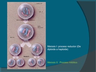 Meiosis I: proceso reductor (De diploide a haploide) Meiosis II:  Proceso mitótico 