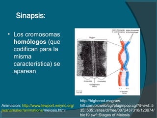 Sinapsis : Los cromosomas  hom ó logos  (que codifican para la misma característica) se aparean Animacion:  http:// www.lewport.wnyric.org / jwanamaker / animations / meiosis.html   http://highered.mcgraw-hill.com/olcweb/cgi/pluginpop.cgi?it=swf::535::535::/sites/dl/free/0072437316/120074/bio19.swf::Stages of Meiosis 