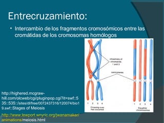 Entrecruzamiento: Intercambio de los fragmentos cromosómicos entre las  cromátidas de los cromosomas homólogos http:// www.lewport.wnyric.org / jwanamaker / animations / meiosis.html   http://highered.mcgraw-hill.com/olcweb/cgi/pluginpop.cgi?it=swf::535::535::/ sites/dl/free/0072437316/120074/bio19.swf ::Stages of Meiosis 