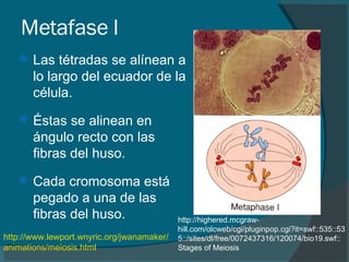 Metafase I Las tétradas se alínean a lo largo del ecuador de la célula . Éstas se alinean en ángulo recto con las fibras del huso.   Cada cromosoma está pegado a una de las fibras del huso.   http:// www.lewport.wnyric.org / jwanamaker / animations / meiosis.html   http://highered.mcgraw-hill.com/olcweb/cgi/pluginpop.cgi?it=swf::535::535::/sites/dl/free/0072437316/120074/bio19.swf::Stages of Meiosis 