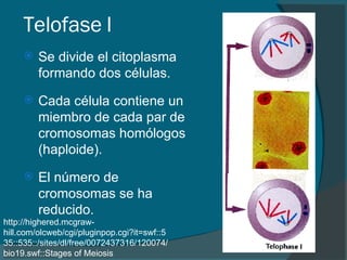 Telofase I Se divide el citoplasma formando dos células.  Cada célula contiene un miembro de cada par de cromosomas homólogos (haploide). El número de cromosomas se ha reducido.  http://highered.mcgraw-hill.com/olcweb/cgi/pluginpop.cgi?it=swf::535::535::/sites/dl/free/0072437316/120074/bio19.swf::Stages of Meiosis 