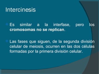 Intercinesis   Es similar a la interfase, pero los  cromosomas no se replican .   Las fases que siguen, de la segunda división celular de meiosis, ocurren en las dos células formadas por la primera división celular.   