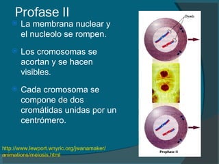 Profase II La membrana nuclear y el nucleolo se rompen. Los cromosomas se acortan y se hacen visibles.   Cada cromosoma se compone de dos cromátidas unidas por un centrómero.   http:// www.lewport.wnyric.org / jwanamaker / animations / meiosis.html   