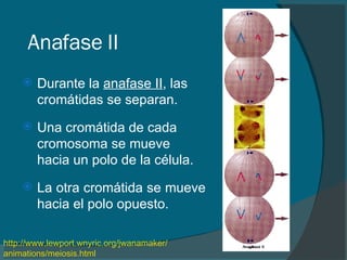 Anafase II Durante la  anafase II , las cromátidas se separan . Una cromátida de cada cromosoma se mueve hacia un polo de la célula.  La otra cromátida se mueve hacia el polo opuesto. http:// www.lewport.wnyric.org / jwanamaker / animations / meiosis.html   