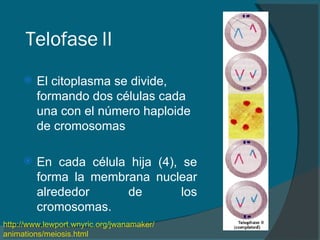Telofase II El citoplasma se divide, formando dos células cada una con el número haploide de cromosomas   En cada célula hija (4), se forma la membrana nuclear alrededor de los cromosomas. http:// www.lewport.wnyric.org / jwanamaker / animations / meiosis.html   