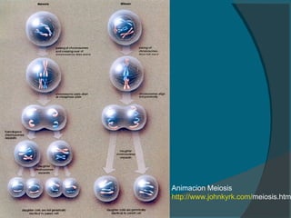 Animacion Meiosis http:// www.johnkyrk.com / meiosis.html   