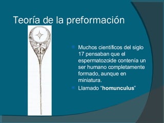 Teoría de la preformación Muchos científicos del siglo 17 pensaban que el espermatozoide contenía un ser humano completamente formado, aunque en miniatura. Llamado “ homunculus ” 