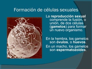 Formación de células sexuales La  reproducción   sexual  comprende la fusión, o unión, de dos células ( gametos ) para formar un nuevo organismo . En la hembra, los gametos son  óvulos , o  huevos .  En un macho, los gametos son  espermatozoides .  