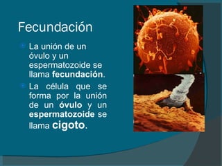 Fecundación La unión de un óvulo y un espermatozoide se llama  fecundación .   La célula que se forma por la unión de un  óvulo  y un  espermatozoide  se llama  cigoto . 