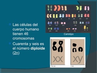 Las células del cuerpo humano tienen 46 cromosomas   Cuarenta y seis es el número  diploide  ( 2n )   Cariotipo 
