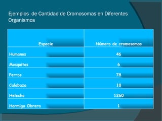 Ejemplos  de Cantidad de Cromosomas en Diferentes Organismos Especie Número de cromosomas Humanos 46 Mosquitos 6 Perros 78 Calabaza 18 Helecho 1260 Hormiga Obrera 1 
