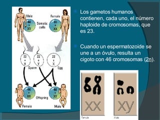Los gametos humanos  contienen, cada uno, el número haploide de cromosomas, que es 23.  Cuando un espermatozoide se une a un óvulo, resulta un cigoto con 46 cromosomas ( 2n ). 
