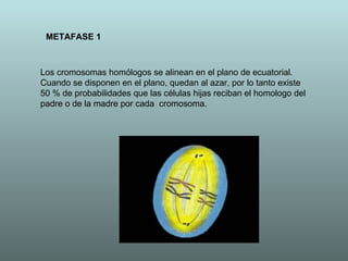 METAFASE 1 Los cromosomas homólogos se alinean en el plano de ecuatorial. Cuando se disponen en el plano, quedan al azar, por lo tanto existe 50 % de probabilidades que las células hijas reciban el homologo del padre o de la madre por cada  cromosoma. 
