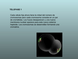 TELOFASE 1 Cada célula hija ahora tiene la mitad del número de cromosomas pero cada cromosoma consiste en un par de cromátidas. Los husos desaparecen y una nueva membrana nuclear aparece para este nuevo sistema haploide. Los cromosomas se desenrollan formando una cromatina. 