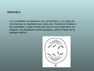 ANAFASE 2 Las cromátidas se separan en sus centrómeros, y un juego de cromosomas se desplaza hacia cada polo. Durante la Anafase II las cromatidas, unidas a fibras del huso en sus cinetocóros, se separan y se desplazan a polos opuestos, como lo hacen en la anafase mitótica.  