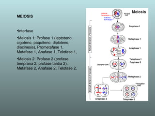 MEIOSIS Interfase Meiosis 1: Profase 1 (leptoteno cigoteno, paquiteno, diploteno, diacinesis), Prometafase 1, Metafase 1, Anafase 1, Telofase 1, Meiosis 2: Profase 2 (profase temprana 2, profase tardia 2), Metafase 2, Anafase 2, Telofase 2. 