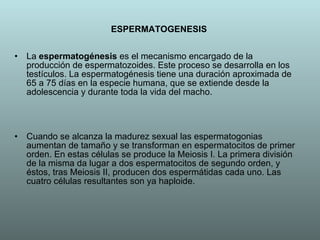 ESPERMATOGENESIS La  espermatogénesis  es el mecanismo encargado de la producción de espermatozoides. Este proceso se desarrolla en los testículos. La espermatogénesis tiene una duración aproximada de 65 a 75 días en la especie humana, que se extiende desde la adolescencia y durante toda la vida del macho.  Cuando se alcanza la madurez sexual las espermatogonias aumentan de tamaño y se transforman en espermatocitos de primer orden. En estas células se produce la Meiosis I. La primera división de la misma da lugar a dos espermatocitos de segundo orden, y éstos, tras Meiosis II, producen dos espermátidas cada uno. Las cuatro células resultantes son ya haploide.  