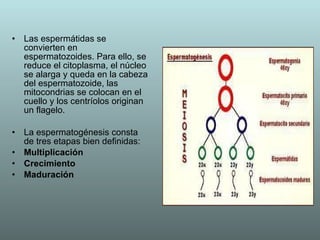 Las espermátidas se convierten en espermatozoides. Para ello, se reduce el citoplasma, el núcleo se alarga y queda en la cabeza del espermatozoide, las mitocondrias se colocan en el cuello y los centríolos originan un flagelo. La espermatogénesis consta de tres etapas bien definidas: Multiplicación   Crecimiento   Maduración   