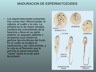 MADURACION DE ESPERMATOZOIDES Los espermatozoides presentan tres zonas bien diferenciadas: la cabeza, el cuello y la cola. La primera es la de mayor tamaño, contiene los cromosomas de la herencia y lleva en su parte anterior un pequeño saliente o acrosoma cuya misión es perforar las envolturas del óvulo. En el cuello se localiza el centrosoma y las mitocondrias, y la cola es el filamento que le permite al espermatozoide "nadar" hasta el óvulo para fecundarlo. 