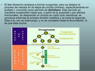 El feto femenino empieza a formar ovogonias, pero se detiene el proceso de meiosis en la etapa de ovocito primario, específicamente en profase I, conocido como período de  dictiotene . Este período se mantiene suspendido hasta que, a partir de la pubertad y por efectos hormonales, se desprende un ovocito en cada ciclo menstrual, se concluye entonces la primera división meiótica y se inicia la segunda. Ésta a su vez se interrumpe, y no se completa hasta la fecundación, si es que ésta ocurre. 