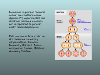 Meiosis es un proceso divisional celular, en el cuál una célula diploide (2n), experimentará dos divisiones celulares sucesivas, con la capacidad de generar cuatro células haploide (n).  Este proceso se lleva a cabo en dos divisiones nucleares y citoplasmáticas, llamadas, Meiosis I y Meiosis II. Ambas comprenden Profase, Metafase, Anafase y Telofase.  